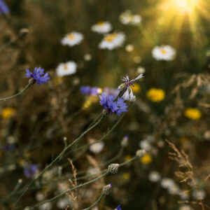 Woidkind_Kerze_Duftkerze_Dorfkind_Heu_Wiese_Gras_vegan_Handgemacht_Bayern